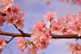 Spring 櫻花系列(二)
