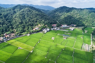 關西稻田