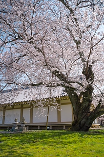 醍醐寺霊宝館の桜