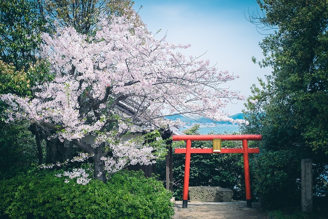 鞆の浦の桜と鳥居