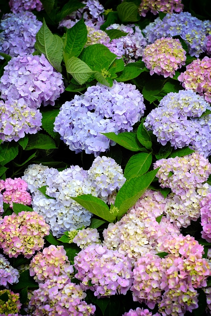 繡球花