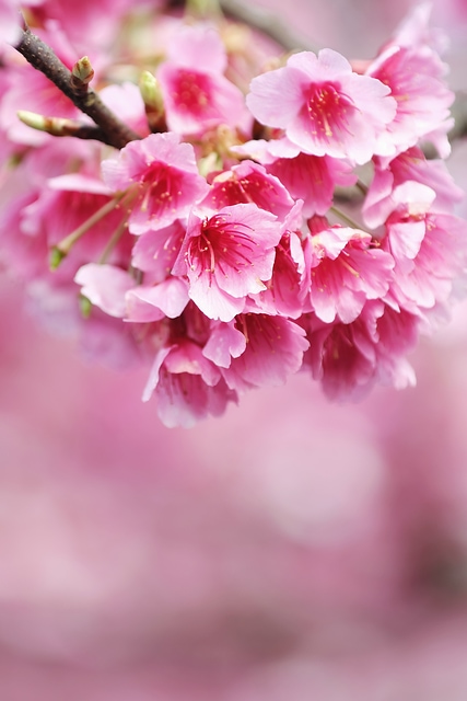 櫻花