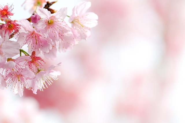 櫻花