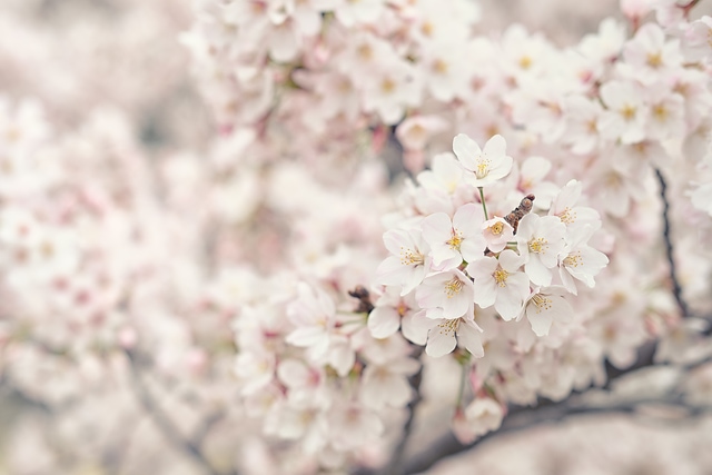 千光寺公園のソメイヨシノ桜