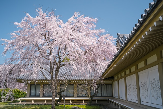 醍醐寺霊宝館のしだれ桜
