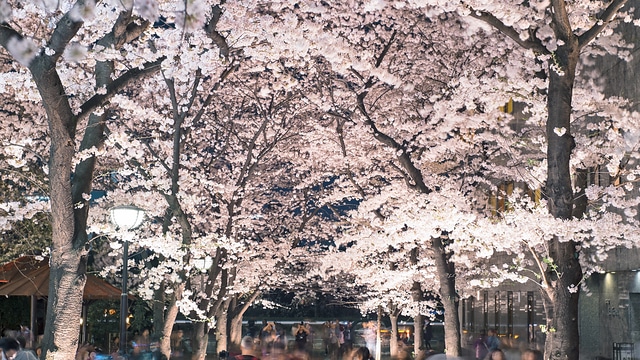 祇園白川宵桜ライトアップ