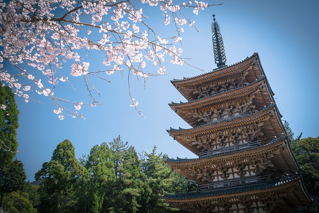 醍醐寺伽藍の五重塔と桜