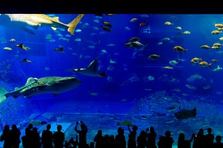 沖繩水族館
