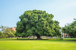 台南成大榕園