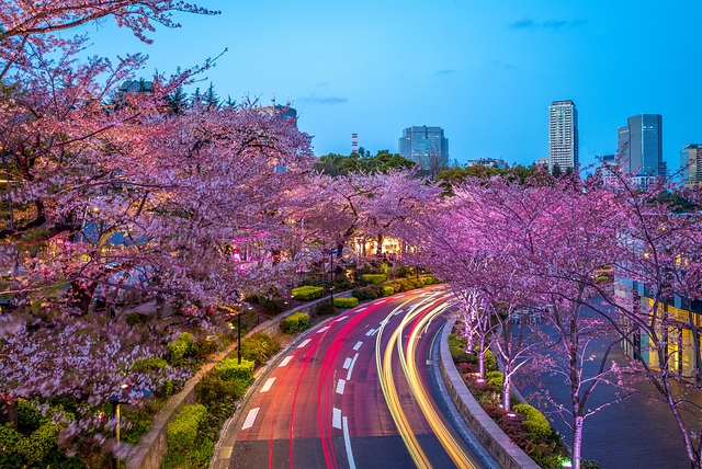東京中城夜櫻