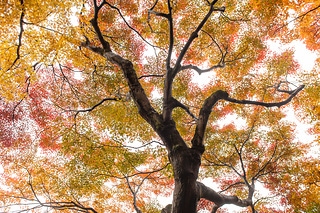 京都美麗的紅葉季節，滿天黃綠紅的楓葉