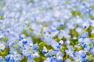 粉蝶花– 国営ひたち海浜公園 baby blue-eyed flower