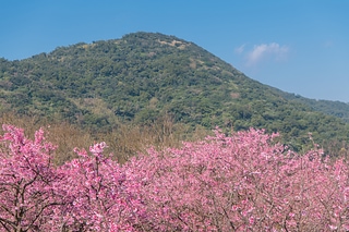 櫻花與藍天 spring cherry blossom season
