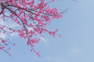 櫻花與藍天 spring cherry blossom season