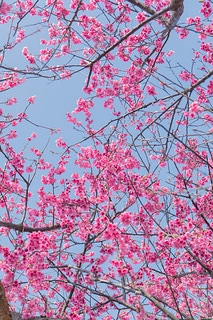 櫻花與藍天 spring cherry blossom season