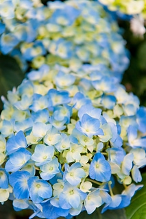 Hortensia flower 美麗的繡球花