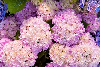 Hortensia flower-014