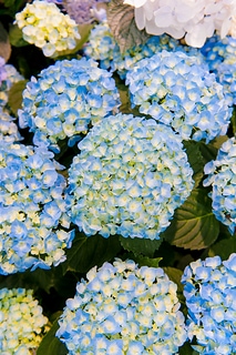 Hortensia flower 美麗的繡球花