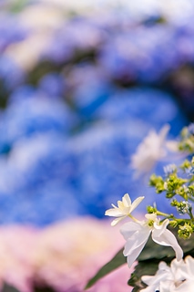 Hortensia flower 美麗的繡球花