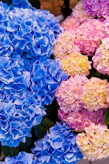 Hortensia flower 美麗的繡球花