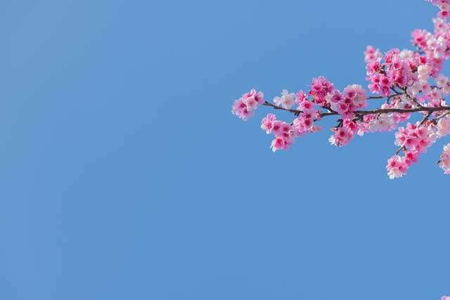 櫻花與藍天 spring cherry blossom season