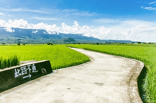 台東稻田