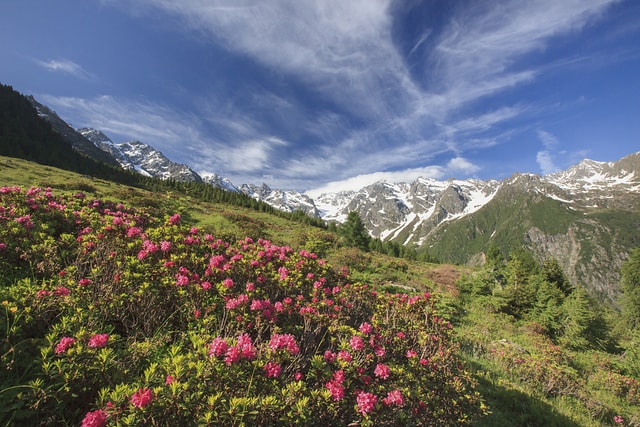 Rhododendrons Orobie Alps Italy