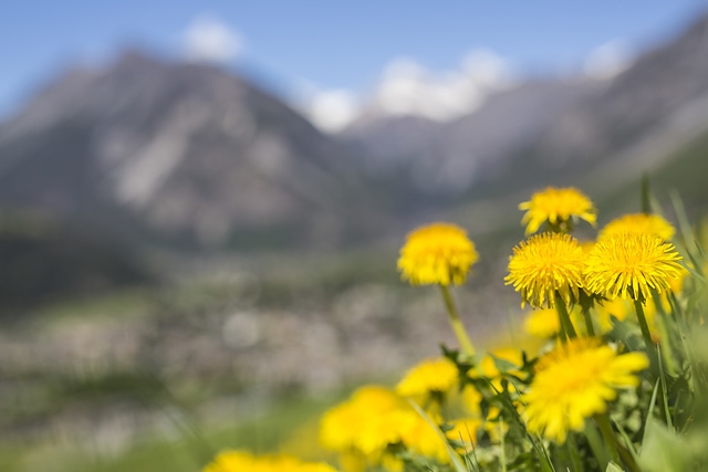 AltaValtellina-Bormio-Fioriture253506