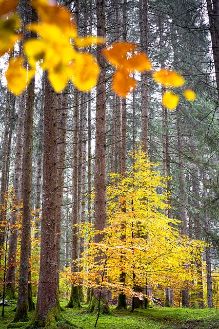 BoscoDelCansiglioAutunno451663
