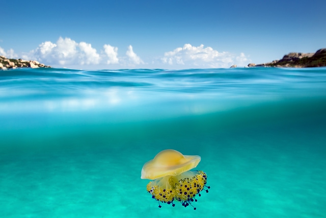 Colorful jellyfish Sardinia Italy