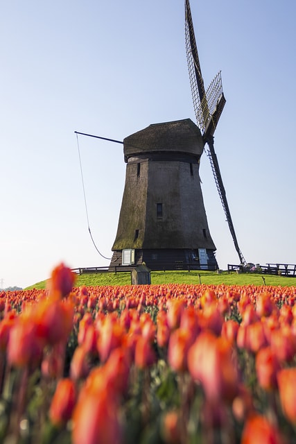 Tulips and windmills Holland