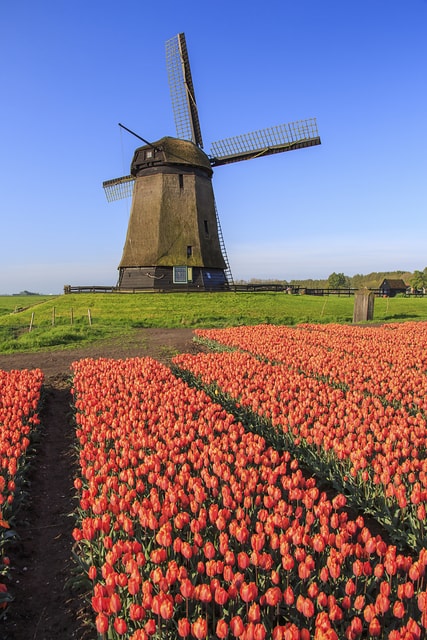 Windmill and tulips Holland