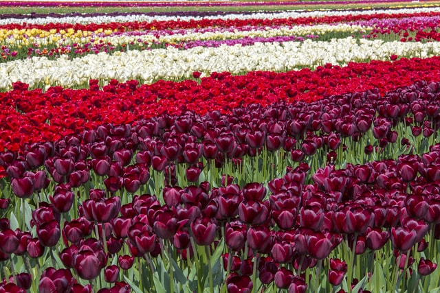 Colorful tulips fields Berkmeer Holland
