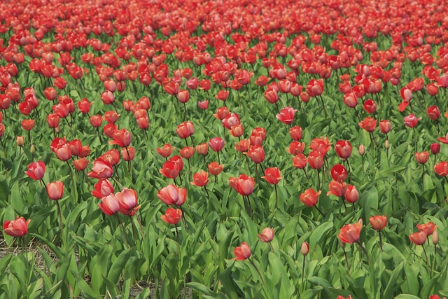Red tulips Lisse Holland