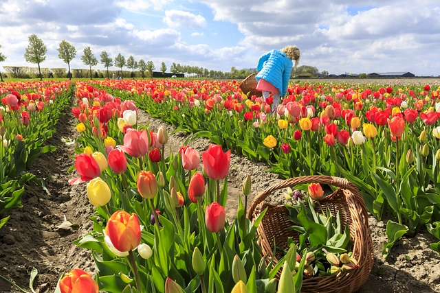 Child and tulips Holland