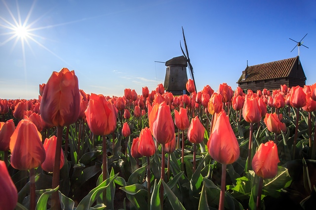 Colorful tulips and windmills, Holland