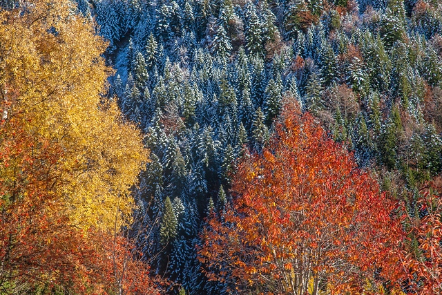 Orobie Alps, Valle Di Albaredo, Autumn