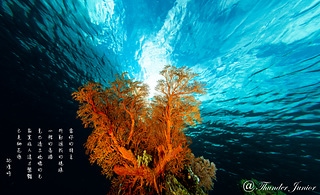 流動