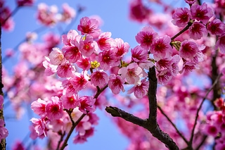陽明山平菁街櫻花