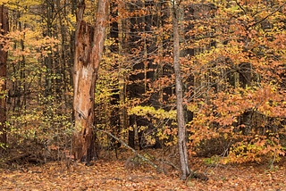 Autumn