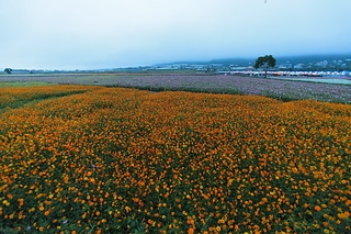 DPP_0143