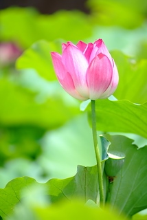 DSCF5238