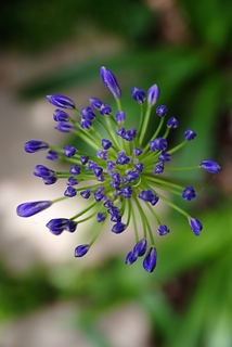 DSCF6338