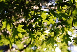 DSCF6398