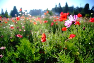 DSCF6459