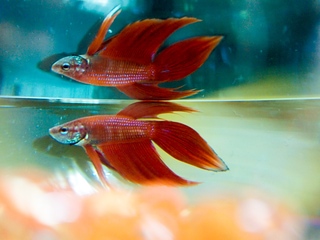 鬥魚和倒影