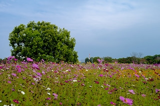 花海