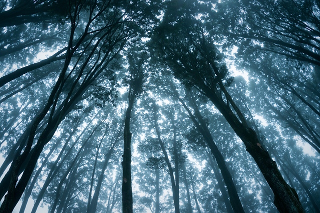 Mystic Forest