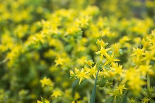 心花