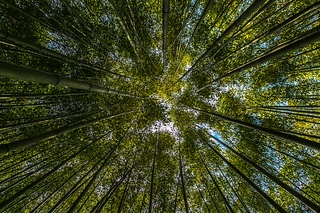 bamboo